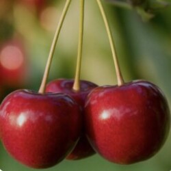 Profile picture of Moondy