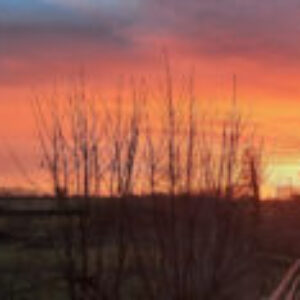 Profile photo of Roxx