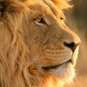 Profile photo of Ranga_C