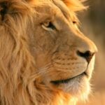 Profile photo of Ranga_C