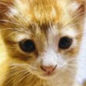 Profile photo of Sriyani41