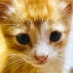 Profile photo of Sriyani41