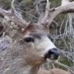 Profile photo of Banuka