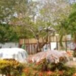 Profile photo of Kumara