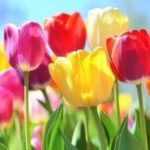 Profile photo of Malshi