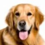 Profile photo of Dimantha