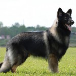 1198060354shiloh_shepherd