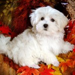 cute-dogs-wallpaper-6329-6604-hd-wallpapers