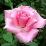 12092712_1047617375261873_1922443185_n