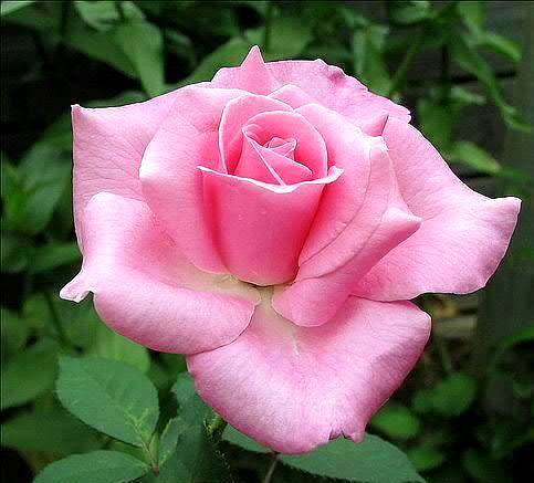 12092712_1047617375261873_1922443185_n