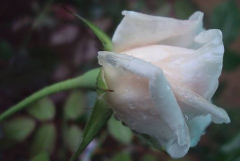 13331131_1186290094727933_4498318207127698458_n