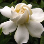 gardenia-2