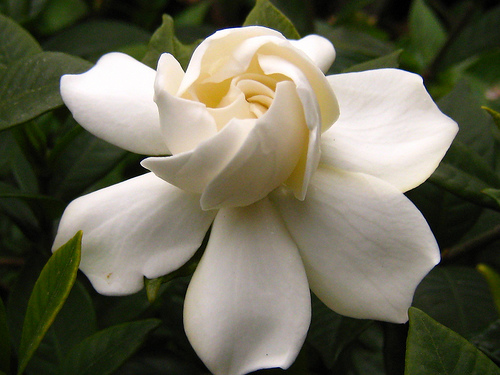 gardenia-2